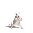 Ornament (Gacha Blind Box Figurine/Animal/Brown Tabby: 6.5X3.5Cm, Persian: 6.3X3.5Cm, Chincilla: 6.2X3.3Cm, Hamster: 5.8X3.2Cm, Mus Musculus: 5.5X3Cm/Yell/Smcol(S): White/White,Brown/White,Grey)