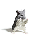 Ornament (Gacha Blind Box Figurine/Animal/Brown Tabby: 6.5X3.5Cm, Persian: 6.3X3.5Cm, Chincilla: 6.2X3.3Cm, Hamster: 5.8X3.2Cm, Mus Musculus: 5.5X3Cm/Yell/Smcol(S): White/White,Brown/White,Grey)