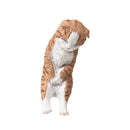 [Blind Box] Yell Cat Napping Together 5.3cm Figurine