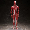 Figma Human Anatomical Model