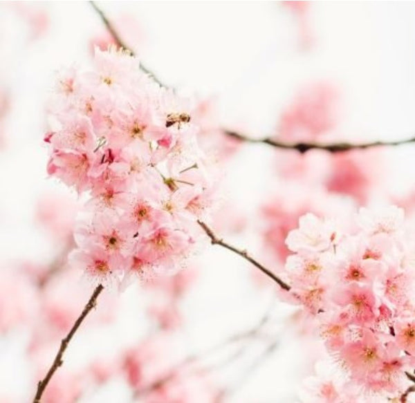 SAKURA | Oomomo Canada