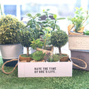 Artificial Plant (Herb/GR/16cm)