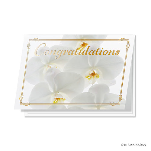Daigo Greeting Card Congratulations Phalaenopsis