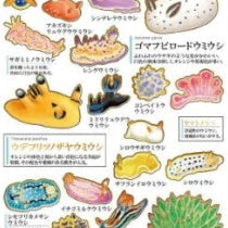 Stcikers (Sea Slugs/Sheet: 20x9cm/1 Sheet/Feuille/Kamio Japan/Otonano-Zukan/SMCol(s): Multicolour)