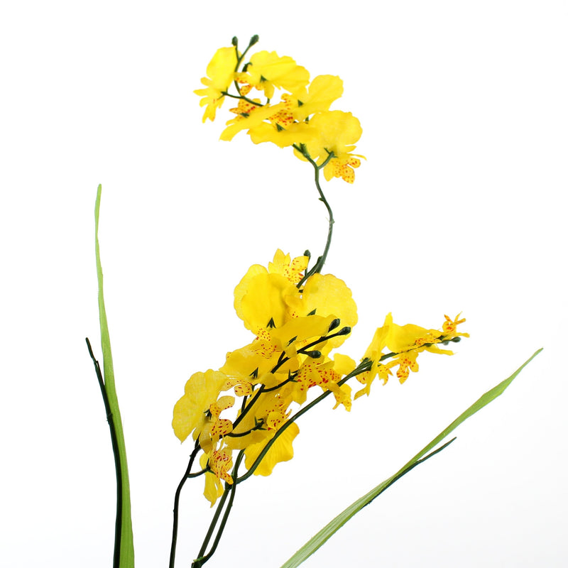 Orchid (WT*YL)