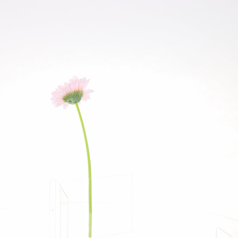 Artificial Daisy