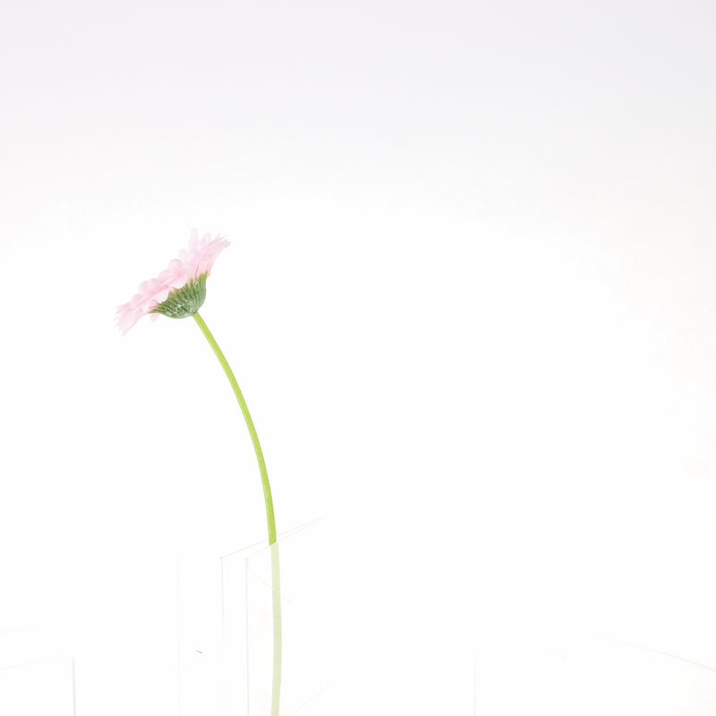 Artificial Daisy