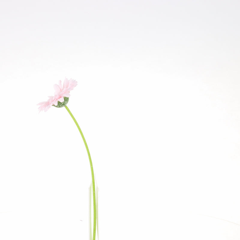 Artificial Daisy