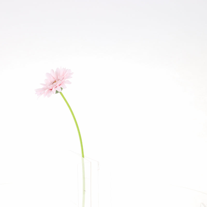 Artificial Daisy
