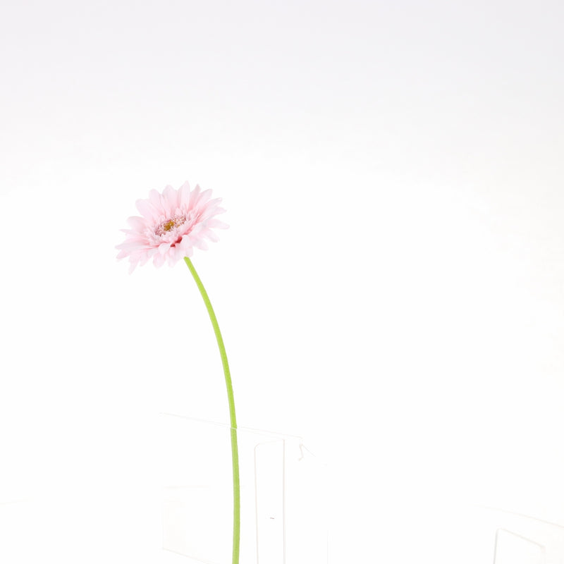 Artificial Daisy