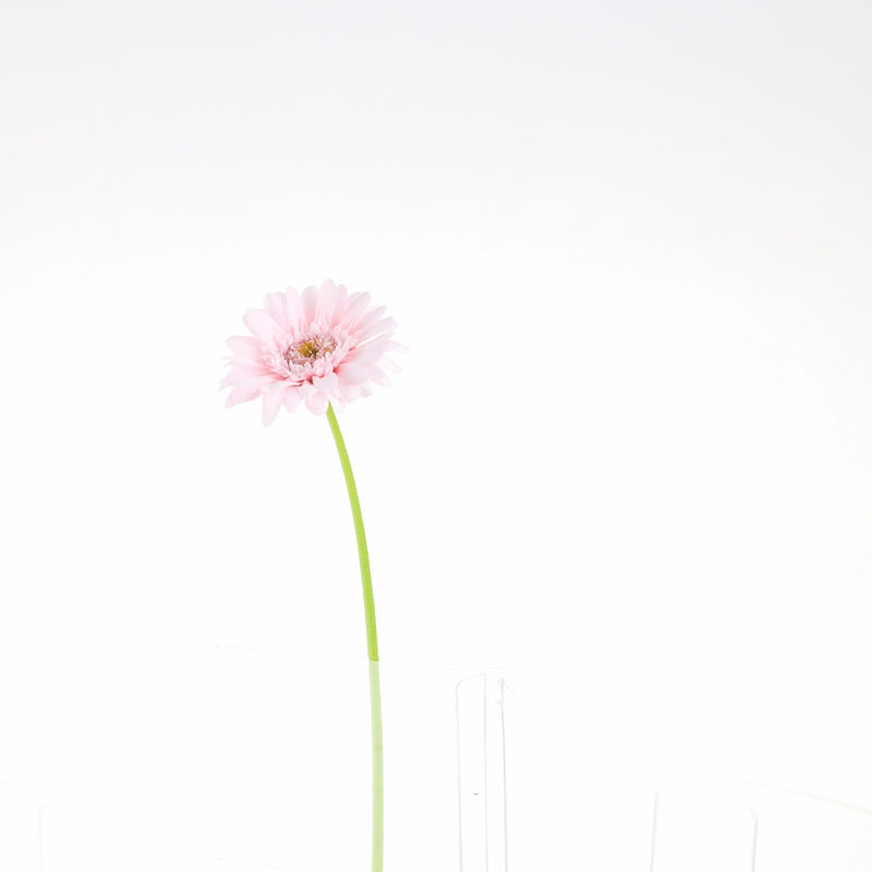 Artificial Daisy
