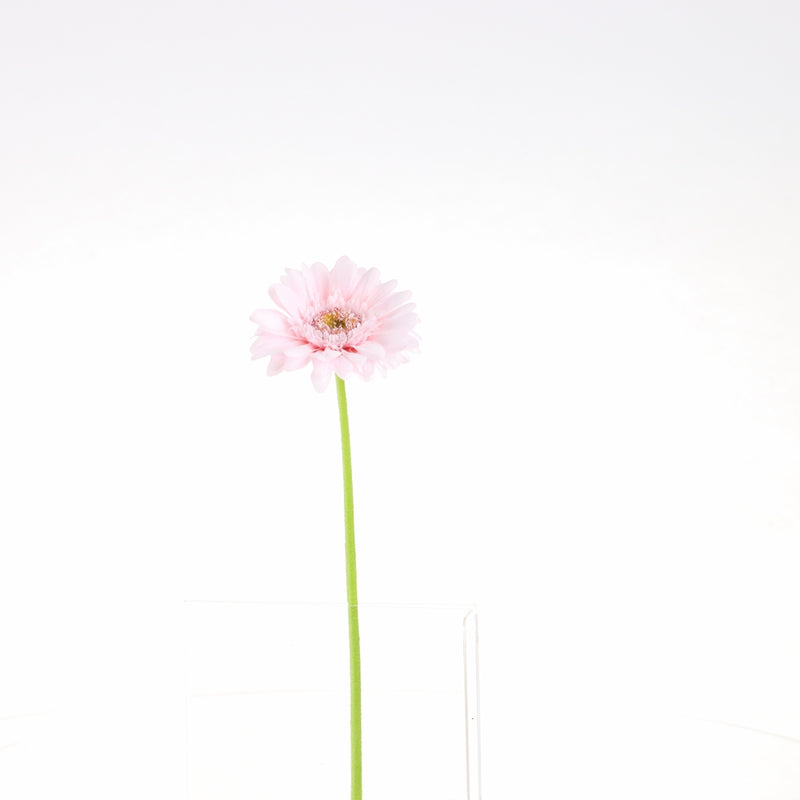 Artificial Daisy