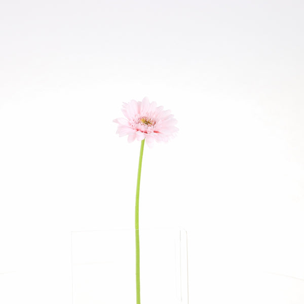 Artificial Daisy