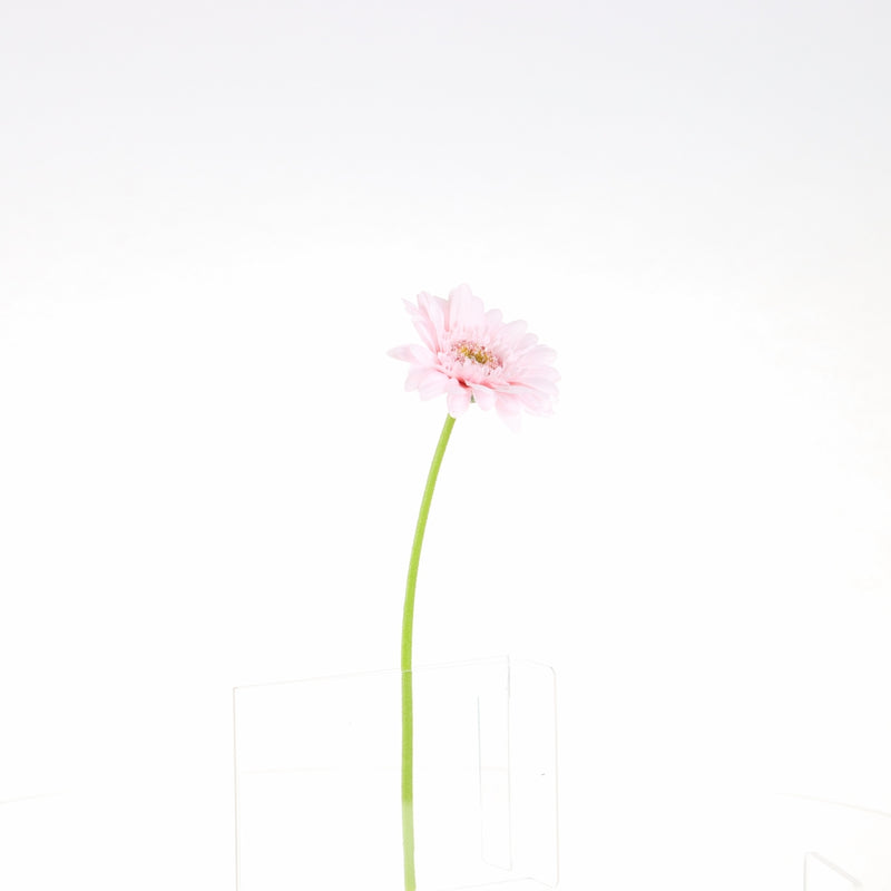 Artificial Daisy