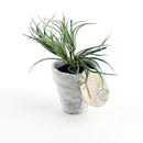 Artificial Plant (w/Pot)