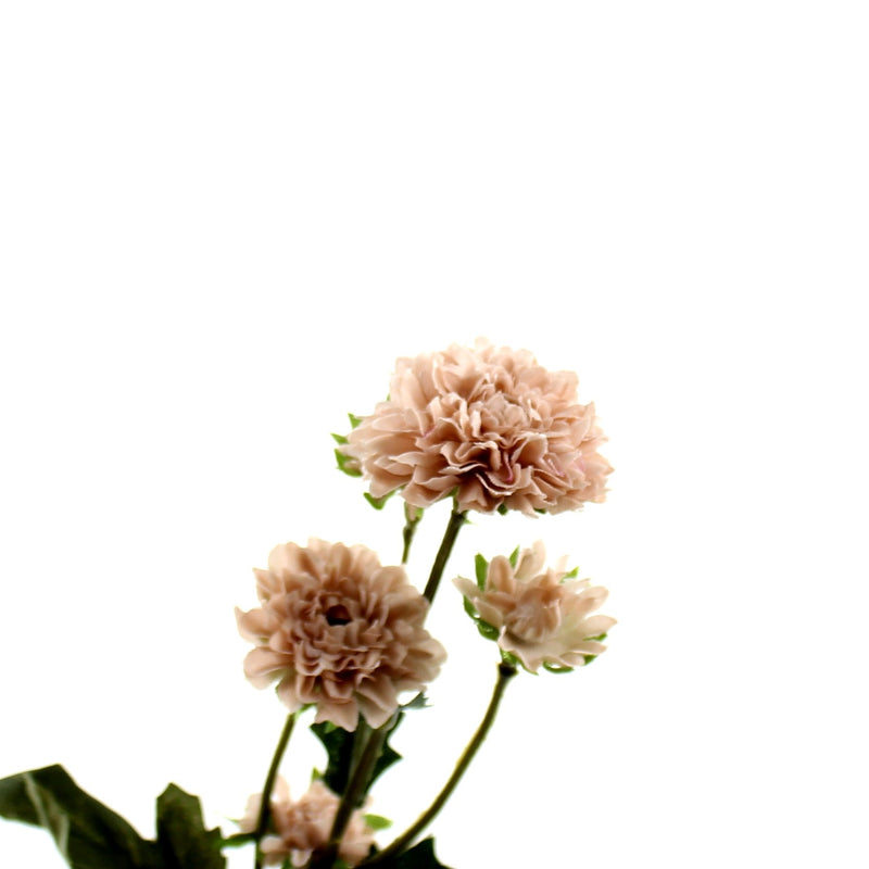 Chrysanthemum (WT*BL*BN/30cm)