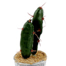 Artificial Cactus (3-Types/GN/GY)