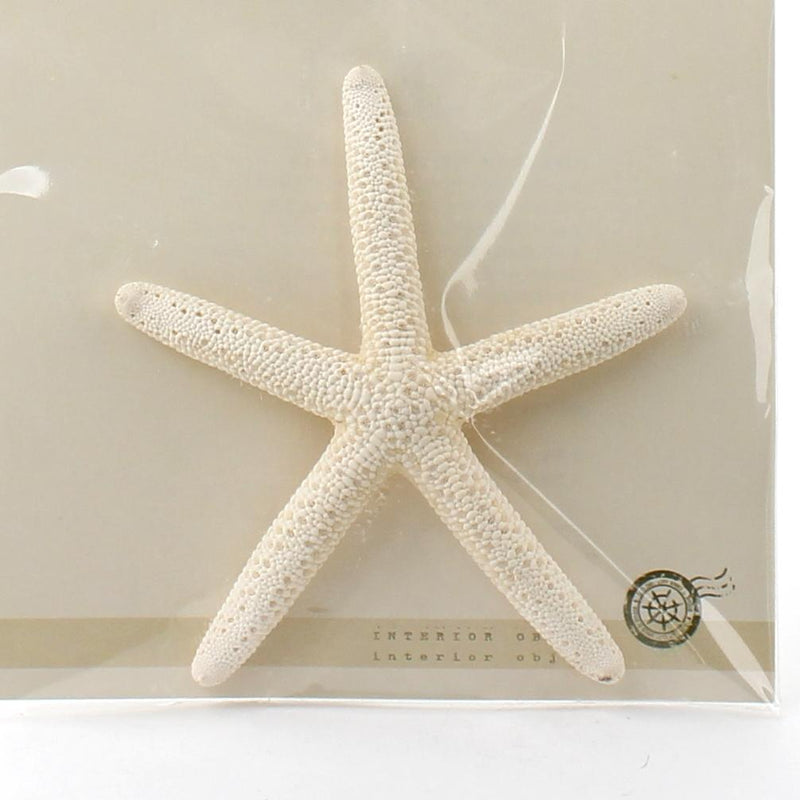 Mini Object (Starfish/WT*LT BL/d.10-11.5cm)