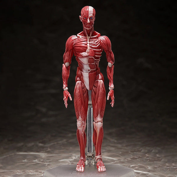 Figma Human Anatomical Model
